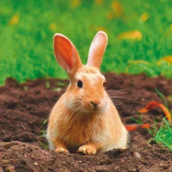 Artland Glasbild »Glückliches Zwergkaninchen« Wildtiere 1 Stk. tlg. in verschiedenen Größen