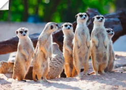 Artland Poster »Erdmännchenfamilie« Wildtiere 1 Stk. tlg. ohne Rahmen