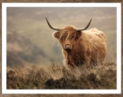 Bönninghoff Bild mit Rahmen »Wandbild gerahmt HOCHLANDRIND 40x50 cm – Tiermotiv Natur Landhaus Deko« Gräser | Hochlandrind | Landschaft | Natur | Tiere 1 Stk. tlg. mit dekorativem Rahmen