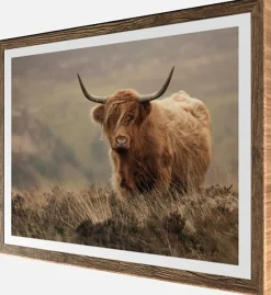 Bönninghoff Bild mit Rahmen »Wandbild gerahmt HOCHLANDRIND 40x50 cm – Tiermotiv Natur Landhaus Deko« Gräser | Hochlandrind | Landschaft | Natur | Tiere 1 Stk. tlg. mit dekorativem Rahmen