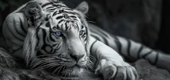 Bönninghoff Leinwandbild »Wandbild TIGER 33x70 cm – Leinwandbild Keilrahmen Deko modern« Raubkatzen | Tiere | Tiger | Wildtiere 1 Stk. tlg. auf Keilrahmen gespannt