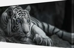 Bönninghoff Leinwandbild »Wandbild TIGER 33x70 cm – Leinwandbild Keilrahmen Deko modern« Raubkatzen | Tiere | Tiger | Wildtiere 1 Stk. tlg. auf Keilrahmen gespannt