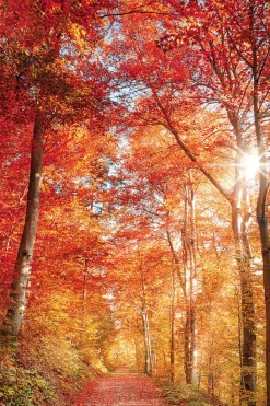 Bönninghoff Leinwandbild »Wandbild BUNTER HERBSTWALD 60x90 cm – Leinwandbild Keilrahmen Deko« Baumbilder | Bäume | Landschaft | Natur | Wald | Waldbilder 1 Stk. tlg. auf Keilrahmen gespannt