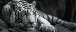 Bönninghoff Leinwandbild »Wandbild TIGER XXL 60x140 cm – Leinwandbild Keilrahmen Deko modern« Raubkatzen | Tiere | Tiger | Wildtiere 1 Stk. tlg. auf Keilrahmen gespannt
