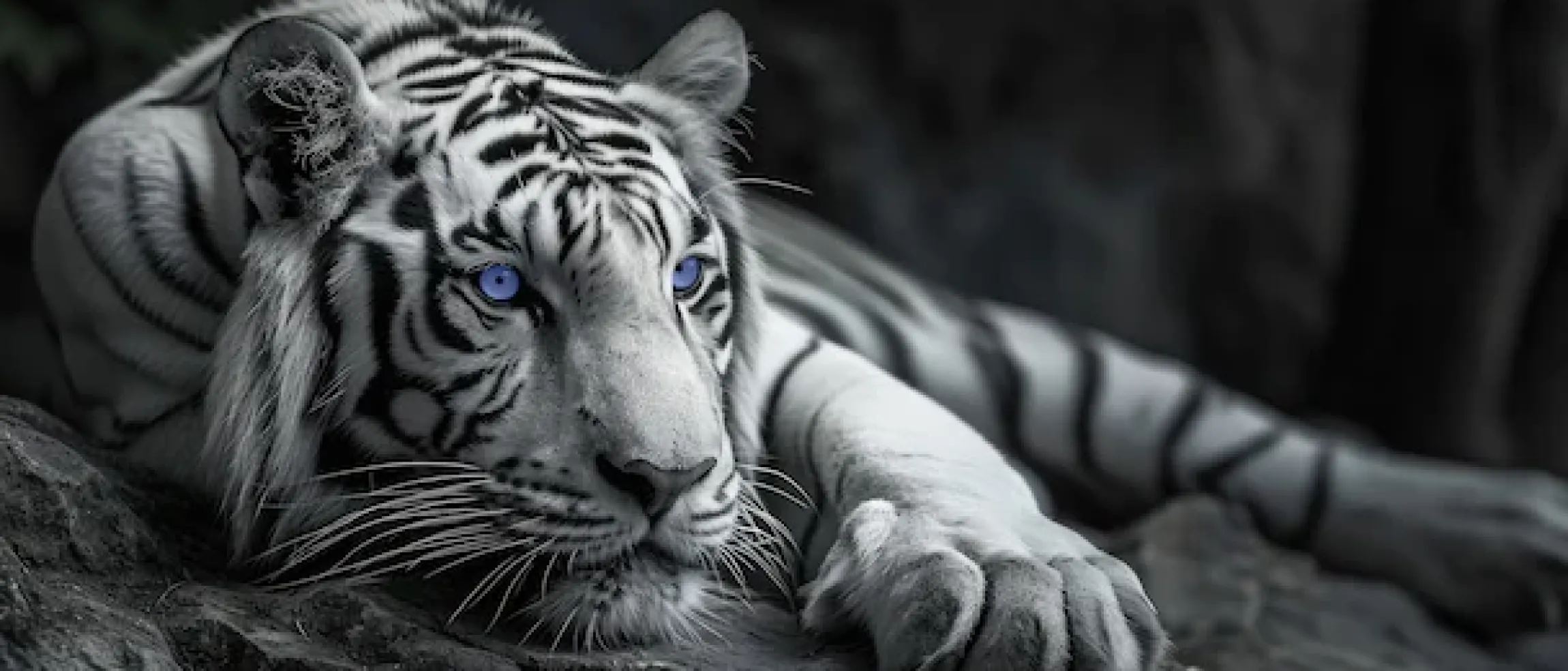 Bönninghoff Leinwandbild »Wandbild TIGER XXL 60x140 cm – Leinwandbild Keilrahmen Deko modern« Raubkatzen | Tiere | Tiger | Wildtiere 1 Stk. tlg. auf Keilrahmen gespannt