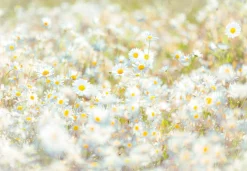 Komar Fototapete »Daisies - Größe 368 x 254 cm« bedruckt glatt Wohnzimmer, Schlafzimmer
