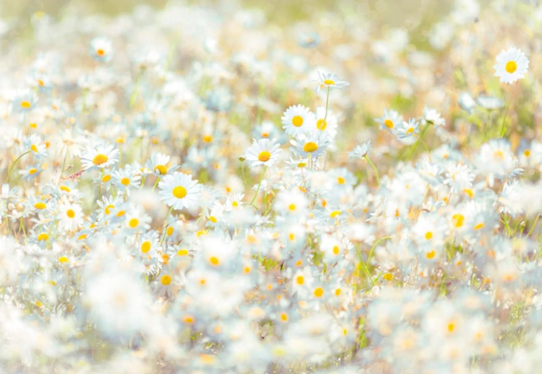 Komar Fototapete »Daisies - Größe 368 x 254 cm« bedruckt glatt Wohnzimmer, Schlafzimmer