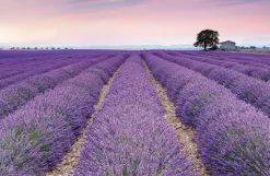 Komar Fototapete »Vlies Fototapete - Provence - Größe 400 x 260 cm« Motiv | bedruckt glatt
