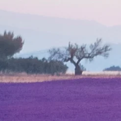 Komar Fototapete »Vlies Fototapete - Provence - Größe 400 x 260 cm« Motiv | bedruckt glatt