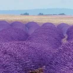 Komar Fototapete »Vlies Fototapete - Provence - Größe 400 x 260 cm« Motiv | bedruckt glatt