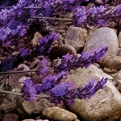 Komar Fototapete »Vlies Fototapete - Provence - Größe 400 x 260 cm« Motiv | bedruckt glatt