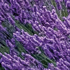 Komar Fototapete »Vlies Fototapete - Provence - Größe 400 x 260 cm« Motiv | bedruckt glatt