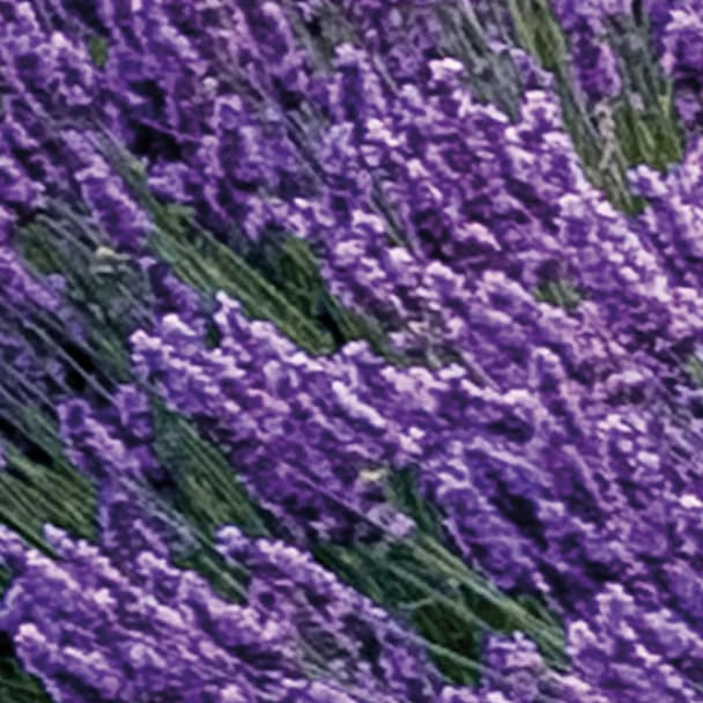 Komar Fototapete »Vlies Fototapete - Provence - Größe 400 x 260 cm« Motiv | bedruckt glatt