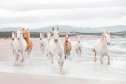 Komar Fototapete »White Horses - Größe 368 x 254 cm« bedruckt glatt Wohnzimmer, Schlafzimmer
