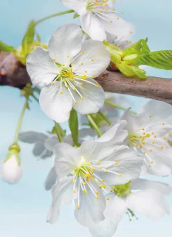 Komar Vliestapete »Vlies- Blossom - Größe 184 x 248 cm« bedruckt glatt Wohnzimmer, Schlafzimmer