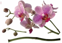 Komar Wandtattoo »Orchidee - Größe 100 x 70 cm« selbstklebend, Wandsticker