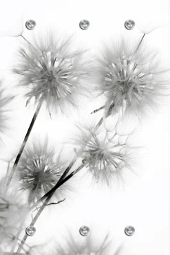 queence Garderobenleiste »Pusteblume« mit 6 Haken, 80 x 120 cm