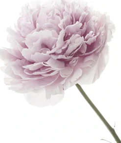 queence Wandtattoo »Anna« Wandbild, Sticker, rosa, Blume, Blüte, selbstklebend