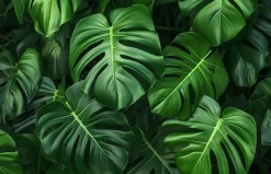 queence XXL-Wandbild »Akustikbild Monstera Blätter Pflanze« Blätter | Blätterbilder | Natur | Pflanzen | Pflanzenbilder 1 Stk. tlg. Einfache Akustiklösung ohne Baumaßnahme, Schalldämmung, Paneele