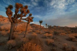 queence XXL-Wandbild »Akustikbild Landschaft Wüste« Amerika | Bilder von Amerika | Landschaft | Natur | Wüste | Wüstenbilder 1 Stk. tlg. Einfache Akustiklösung ohne Baumaßnahme, Schalldämmung, Paneele