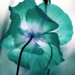 queence XXL-Wandbild »Akustikbild Blüte in Türkis« Blumen | Blumenbilder | Natur 1 Stk. tlg. Einfache Akustiklösung ohne Baumaßnahme, Schalldämmung, Paneele